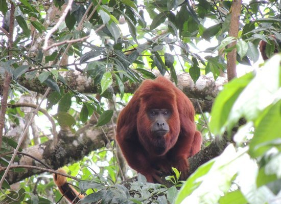 barbas howler monkey Filandia. Steel Horse