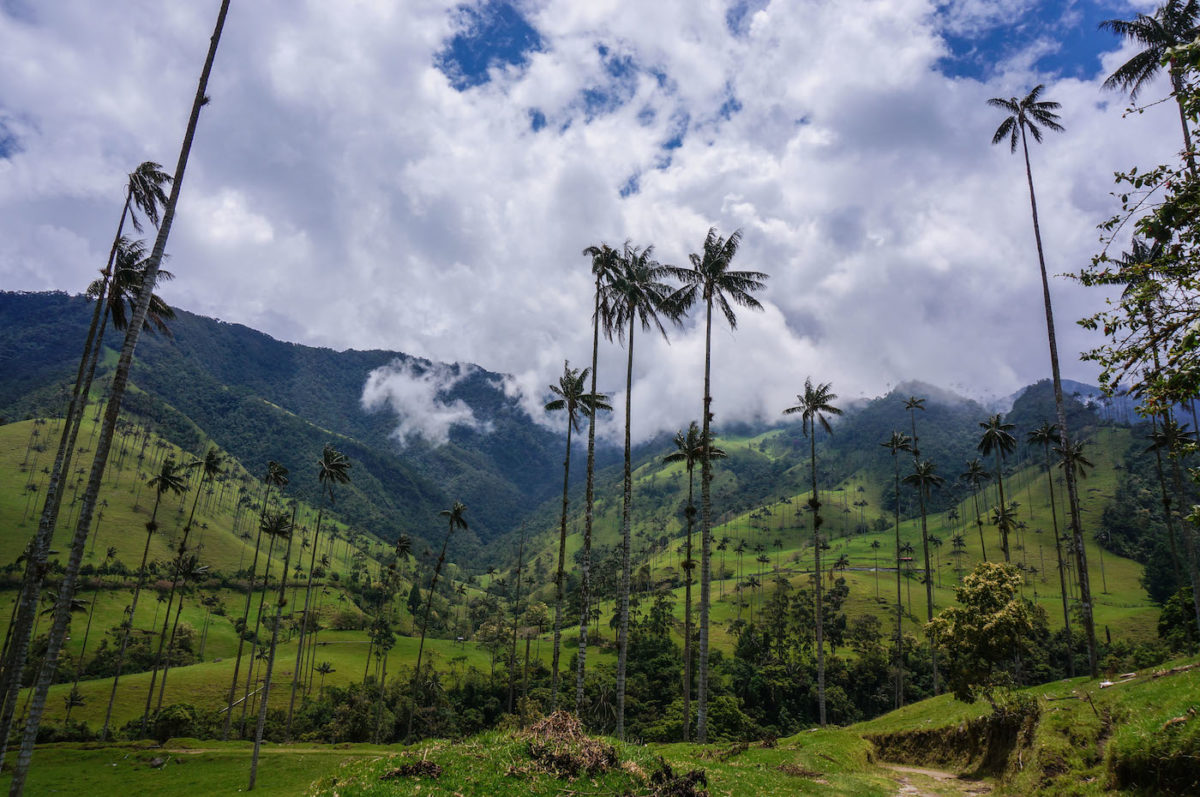cocora